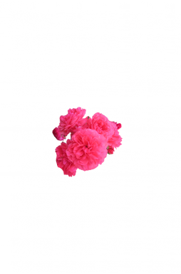 Роза плетистая Розариум Ютерзен (Rosarium Uetersen)