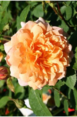 Роза английская Кампанелла (Campanella)