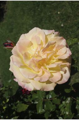 Роза кустовая Ругельда